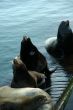 California sea lions on wharf