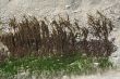 Abstract: barnacles, kelp