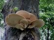 Tree Fungus