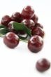 Red Cherry isolated in White Background