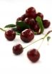 Red Cherry isolated in White Background