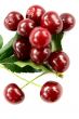 Red Cherry isolated in White Background