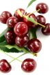 Red Cherry isolated in White Background