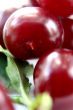 Red Cherry isolated in White Background