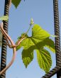 Ivy on the gate