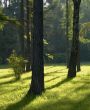 Sunshine in a morning park