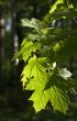 Leaves of maple