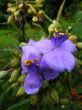 spiderwort