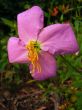 Virginia Meadow Beauty