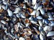 cockleshells on the beach of the Black Sea.