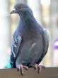 pigeon
