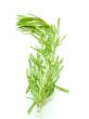 Rosemary