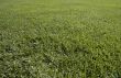 grass patern