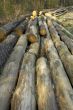 wooden logs