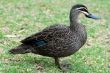 brown duck