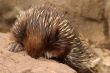 shy animal