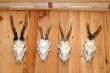 hunting trophies