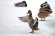 ducks in winter