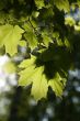 Leaves of maple