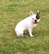 White French Bulldog