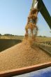 Harvest time