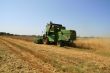 Wheat harvest