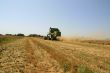 Wheat harvest