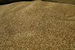 Grain
