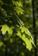 Leaves of maple