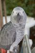 grey parrot