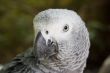 grey parrot
