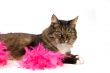 domestic cat laying in a boa