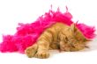 cat and boa