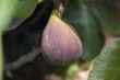 Fresh fig