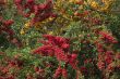 Rowan berries