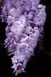 Wisteria