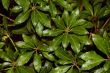 Water drops on leaves