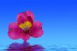 Pink Orchid