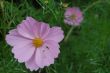 purple flower