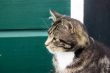 farm cat