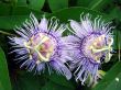 passion flower