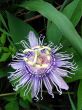 Passion flower
