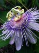 Passion Flower