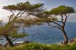 Trees on seacoast