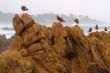 Strong birds