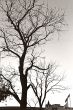 trees