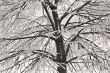 trees