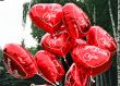 balloons