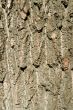 Texture. bark of an old tree. close-up