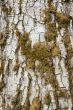 bark